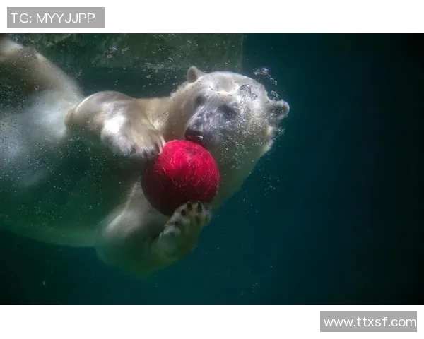 动物界的足球明星们谁能在绿茵场上大放异彩让我们一起来看看这些可爱的运动员们 动物界的足球明星们谁能在绿茵场上大放异彩让我们一起来看看这些可爱的运动员们
